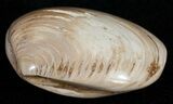 Wide Polished Fossil Clam - Jurassic #12082-1